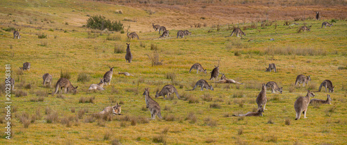Foto kangaroos