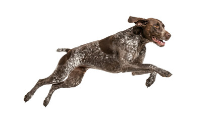 A brown and white german shorthaired pointer dog jumping in mid-air on a white background.