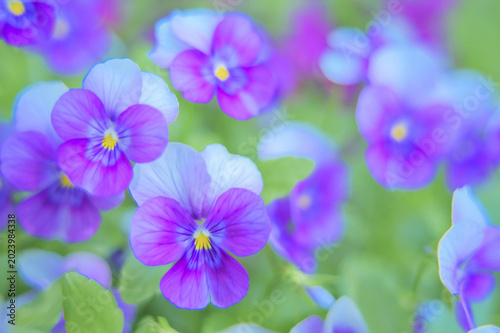 Beautiful purple pansy flowers blooming in spring garden