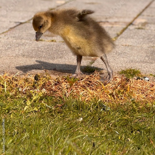 baby rat eating