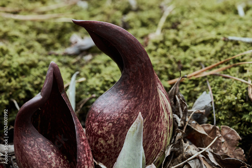 Close-up of Eastern Skunk Cabbage Flower Emerging from Forest Floor in Early Spring show the unusual structure of this native wetland plant.