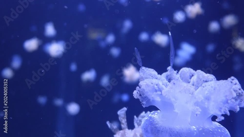Close up of a translucent white jellyfish swimming in blue water.