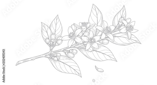Tablou pe pânză Orange Blossom Branch Line Art Drawing, Delicate Flowers and Leaves