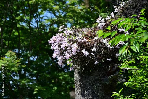 Foto 神社の石灯籠の上に咲くセッコクの花