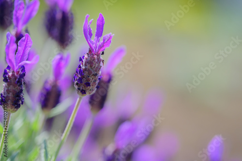 Close-up of vibrant French lavender flowers in spring garden