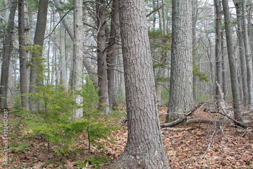 New England forest in early spring