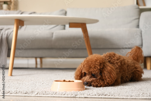 Cute Toy Poodle dog with bo...