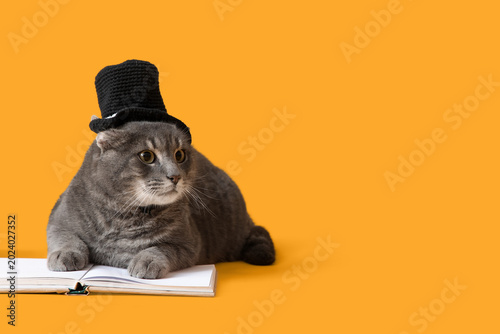 Cute cat in knitted hat wit...
