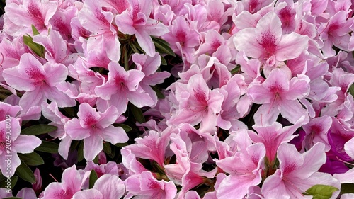 Photos Close-up of many vibrant pink azalea flowers in full bloom densely covering a sh
