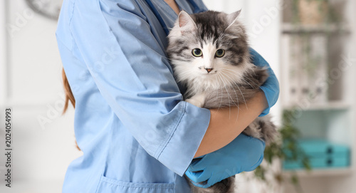 Tableau sur toile Female veterinarian holding cute cat after sterilization in vet clinic