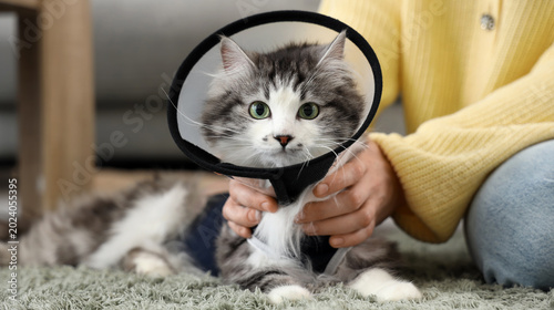 Konstfotografi Owner with cute cat wearing Elizabethan collar after sterilization at home