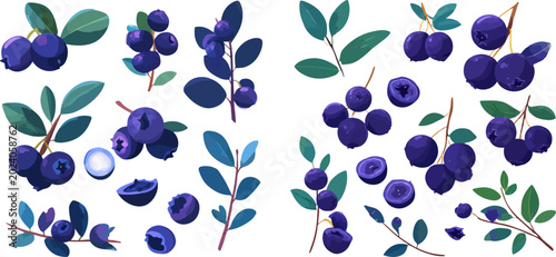 Set of fresh blueberries with leaves and branches, ripe and healthy berries, vector illustration.