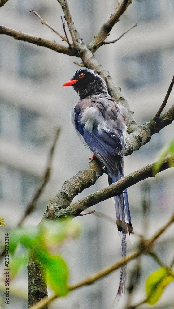 Fototapeta premium great spotted woodpecker