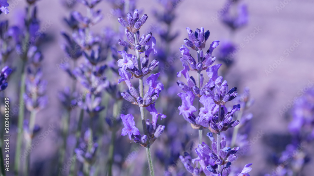 Obraz premium A serene lavender field featuring vibrant purple flowers under natural sunlight, promoting calmness and beauty. Ideal for nature, aromatherapy, or floral-themed concepts.