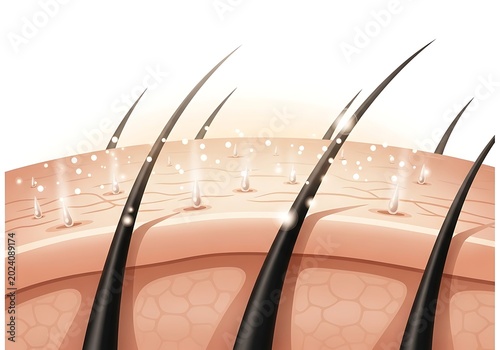 Close-up of Human Skin with Hair Follicles and Sebaceous Glands.