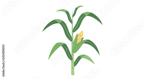 Bild auf Leinwand Green Corn Stalk with Ear of Corn, Isolated on White Background, Flat Illustrati