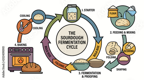 Detailed infographic explaining the complete artisan sourdough bread making process from starter creation to baking and cooling steps
