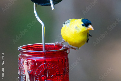 Male goldfinch about to fly.