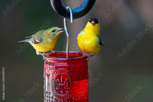 American Goldfinches deep in conversation