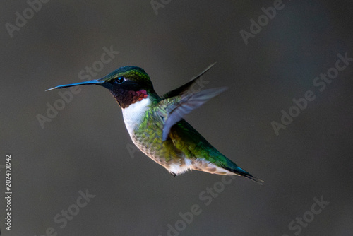 Male Ruby Throated Hummingbird flying