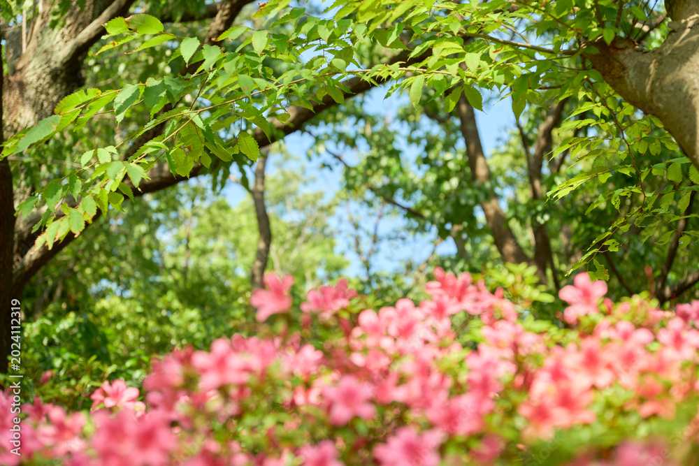 Fototapeta premium 初夏の日差しを浴びて鮮やかに咲くサツキのピンク色の花。背景の木の葉にピント。