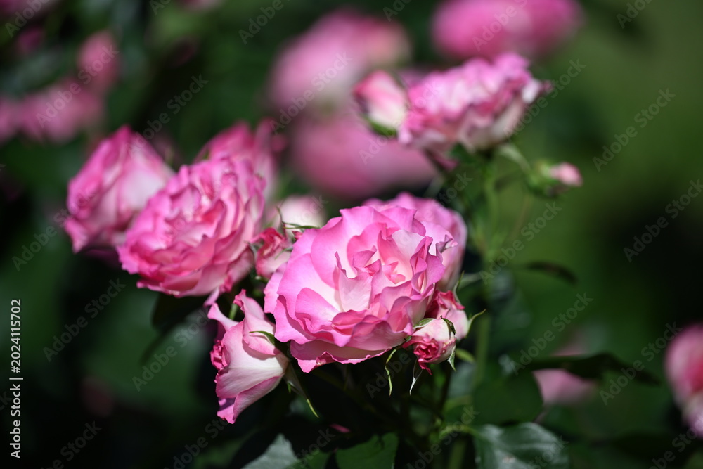 Obraz premium ピンクの薔薇