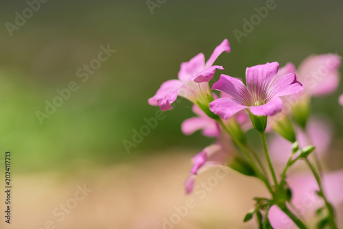 木漏れ日を浴びて鮮やかに咲くカタバミのピンク色の花