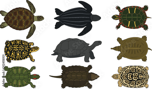 Cuadro en lienzo Turtle and Tortoise Collection Vector Illustration Featuring Sea Turtles Land To