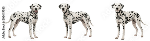 Photography Spotted dalmatians standing alert in line, three sleek black and white dogs on w