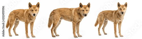 Fotografi Golden wild dogs standing cautiously, three sandy dingoes on white background, w