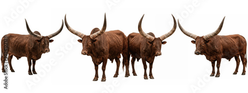 Картината върху платно Impressive long-horned cattle grouped in a row, four powerful brown cows with ma