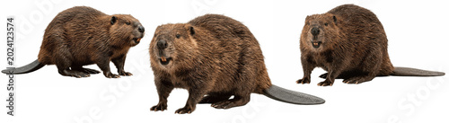 Quadro su tela a set of detailed beaver family wildlife illustration PNG for river ecosystem le