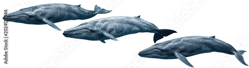 Tableau sur toile Whale trio swimming gracefully through open ocean, streamlined blue-gray bodies