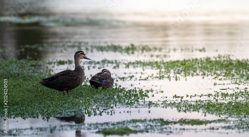 Photography Australian ducks resting beside calm reflective wetland