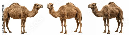 Fotografie Desert camel trio standing tall with humped backs and long legs, sandy coats and