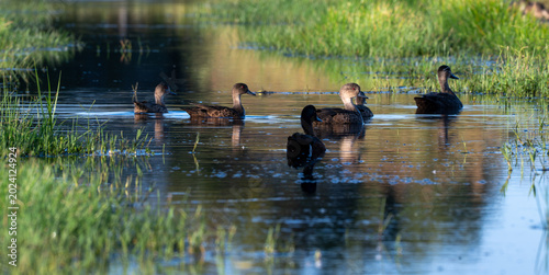 Fotografi Group of ducks swimming through reflective wetland channel