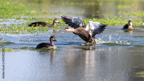 Foto Pacific black duck splashing and flapping wings in wetland water