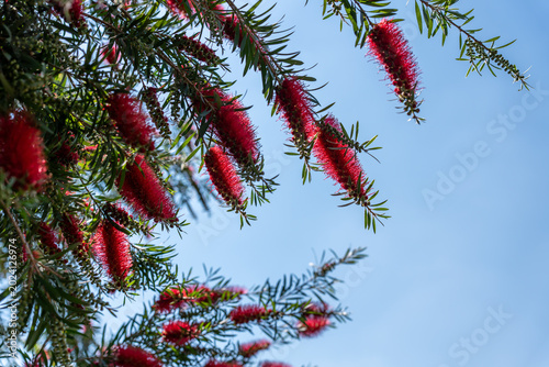 Valokuva Distinctive cylindrical red bottlebrush blossoms swaying on branches with slender green leaves