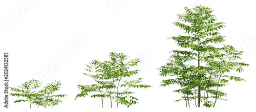 Melia Azedarach 3d Plant Three Trees Illustration Of Green Foliage On Transparent Background