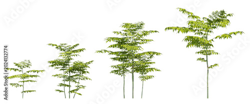 Set of Koelreuteria Paniculata 3d Plant Illustration Green Tones, Leaves And Stems on Transparent Background