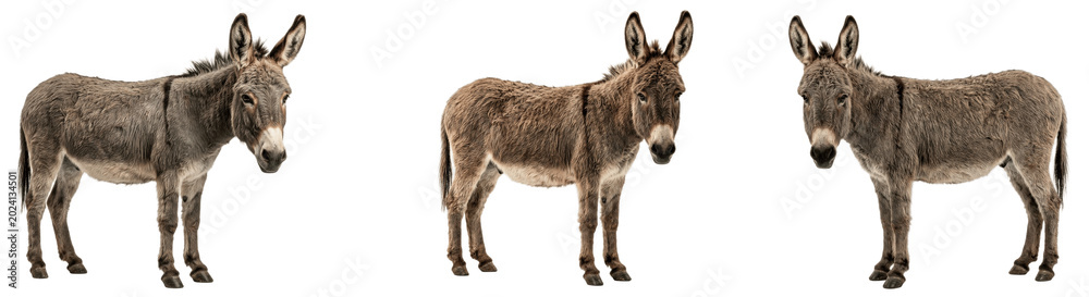 Fototapeta premium Three sturdy donkeys stand calmly in a row, rough gray coats and long ears alert as they pause together, patient working companions of fields, paths, and dusty village roads