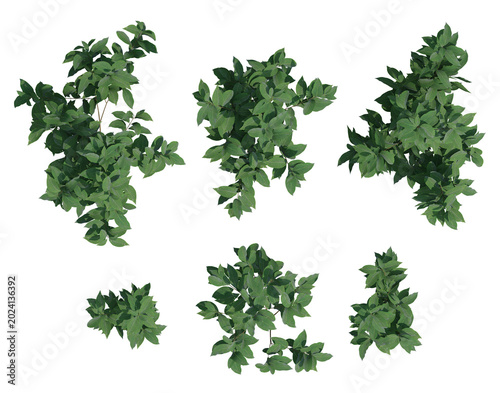 Top View Of Ligustrum Lucidum Plant Foliage Clusters On Transparent Background With Green Dense Shrubs In Realistic 3D Illustration