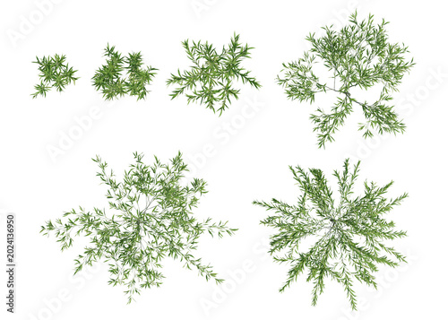 Top View Of Salix Babylonica Green Plant Clusters With Lush Foliage On Transparent Background