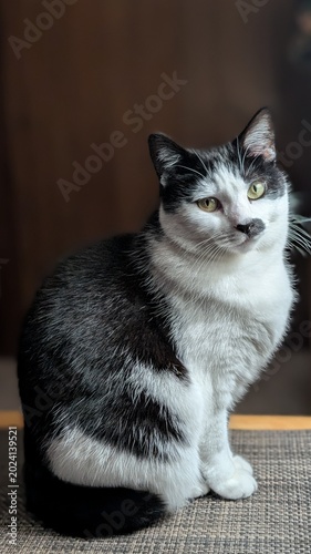 Fotografie black and white shorthair tuxedo cat portrait with soulful eyes