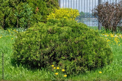 A sphere shape bush of thuja on the garden lawn. Elements of landscape design.