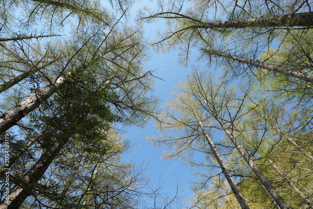 Obraz premium Low angle view looking up at tall larch trees against a clear blue sky.