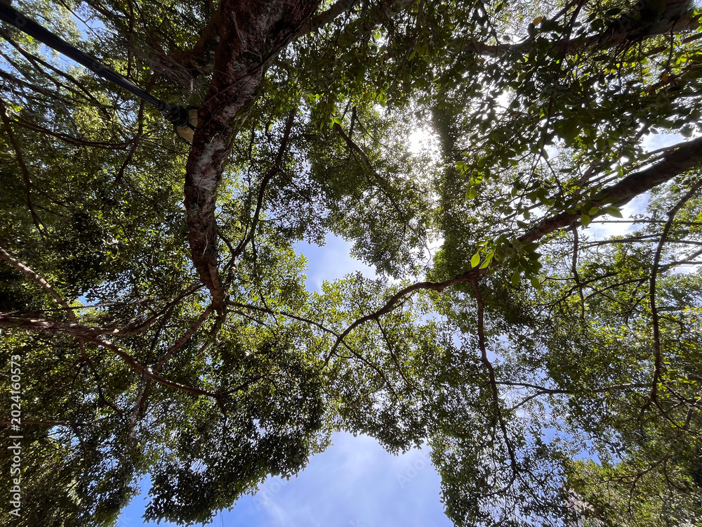 Obraz premium lush green trees and sunshine