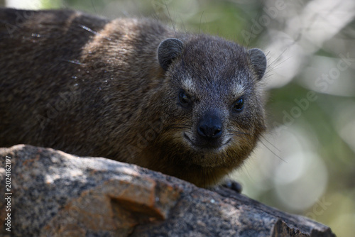 A rock dassie sitting on a rock
