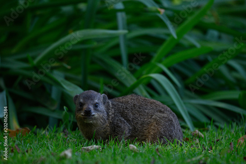 Rock dassies feeding on grass