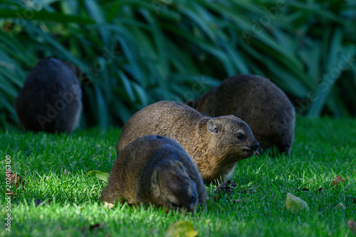 Rock dassies feeding on grass